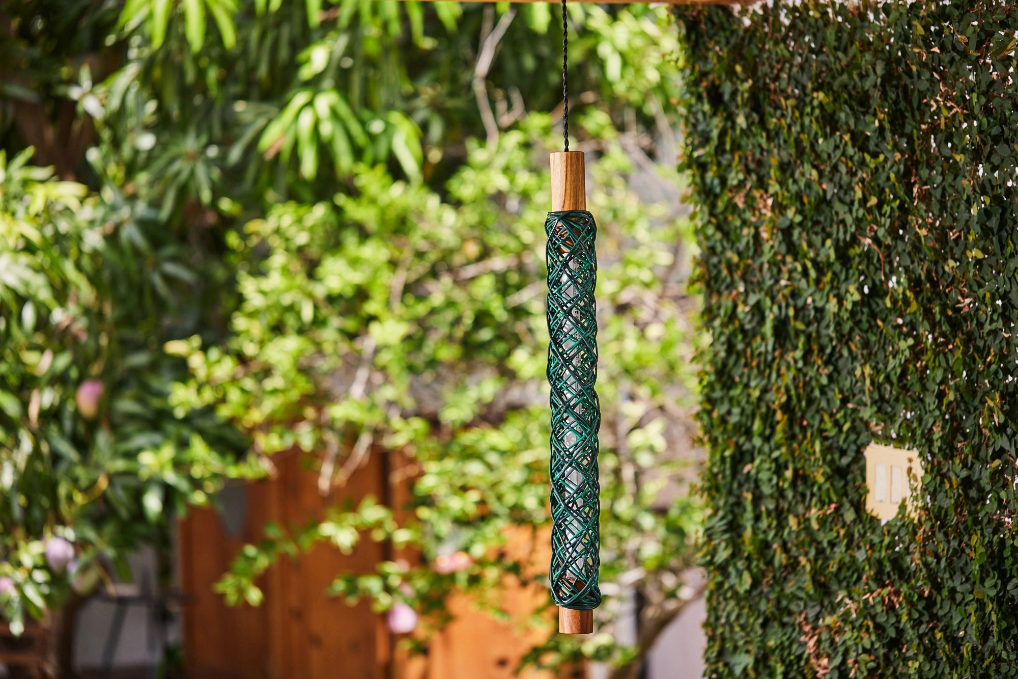 Anemona verde en terraza